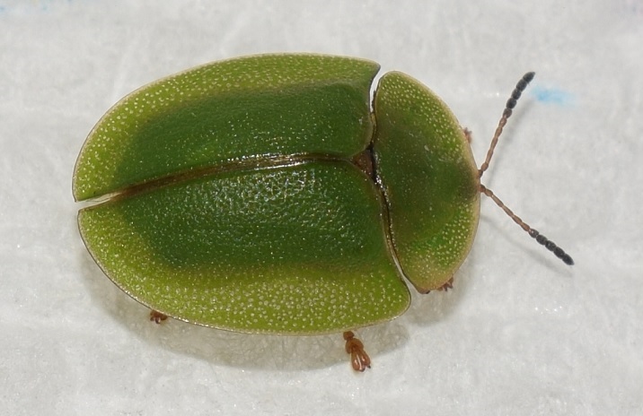 Chrysomelidae: Cassida viridis? S.
